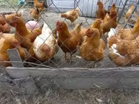 Chickens — foto 1
