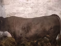 گاو نر, Charolais cattle — عکس 1