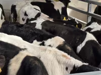 گاو نر, Russian Black pied cattle — عکس 5