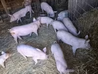 Prasata (šarže, pohlaví neuvedeno), Prasata — foto 1