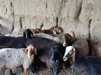 Biri-biri (lot, jantina tidak dinyatakan), Sheep — foto 3