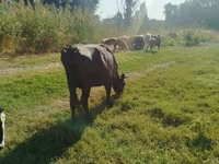 Sapi, Holstein breed — foto 3