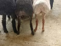 绵羊（批次，未指定性别）, Sheep — 照片 1