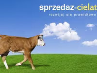 公牛, Cattle — 照片 2