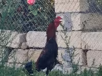 Chickens — عکس 1
