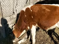 Býk, Russian Black pied cattle — foto 2