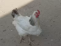 نورث هالند بلو — عکس 5
