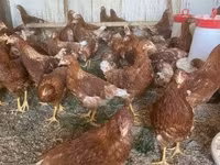 Chickens — عکس 1