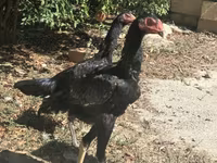 Chickens — zdjęcie 2