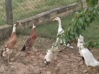 Ducks — 사진 1