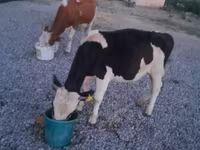Ταύρος, Swiss cattle — φωτογραφία 5