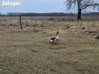 Geese — zdjęcie 4