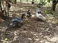 Ducks — ảnh 3