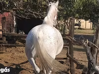 Kısrak, Lipizzaner — foto 2