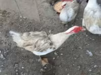 Ducks — عکس 1