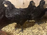 Australian Pit Game fowl — sawirka 2