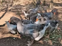 Geese — عکس 5
