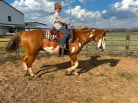 Kuda jantan, American paint horse — foto 7