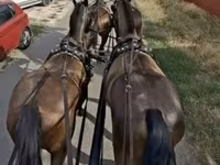 Kůň, Hungarian horse breed — foto 2