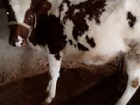 วัวตัวเมีย, Simmental cattle — รูปภาพ 1