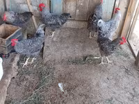 Galinha eslovena barrada — foto 7
