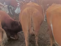 گاو ماده, Simmental cattle — عکس 5