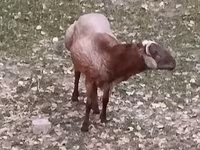 Beran, Hissar sheep — foto 6