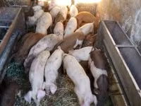 Babi (lot, jantina tidak dinyatakan), Дюрок — foto 3