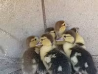 Ducks — 사진 5
