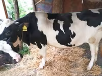 ثور, Russian Black pied cattle — الصورة 3
