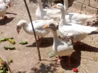 Geese — عکس 2