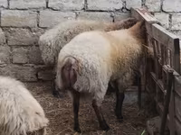 قوچ, Blackheaded Persian sheep — عکس 6