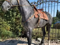 اسب نر, Hanoverian — عکس 1