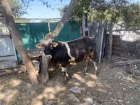 Toro, Russian Black pied cattle — foto 3