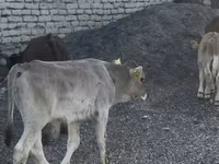 گاو نر, نژاد جرسی — عکس 8