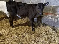 Bovinos (lote, sexo no especificado), Aberdeen-Angus — foto 1