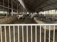โคเนื้อ (เป็นล็อต, ไม่ระบุเพศ), Russian Black pied cattle — รูปภาพ 1