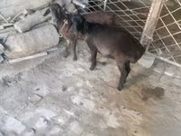 بز نر, بز — عکس 1