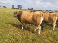 Byk, Aubrac cattle — zdjęcie 1