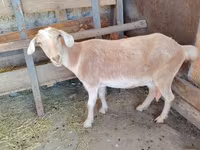 Koza, Saanen goat — zdjęcie 7