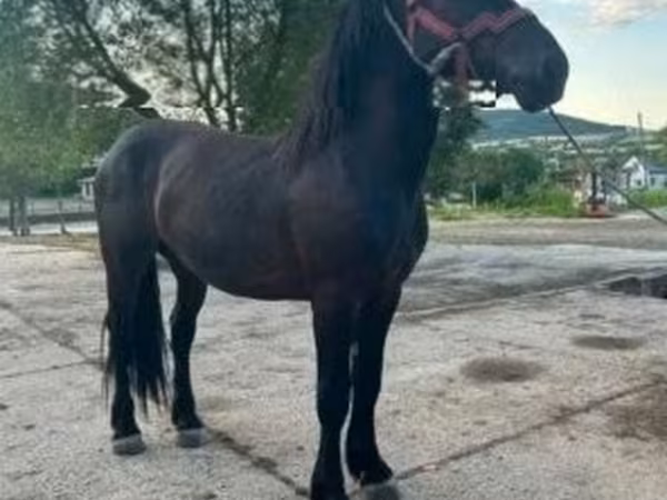 Cavallo, Cavalli