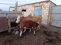 Ko, Latvian Blue cattle — foto 3