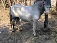 Cavallo, Cavalli — foto 1