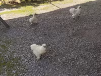 Silkie — foto 4