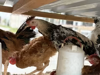 Chickens — foto 1