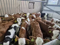 Goveda (partija, pol nije naveden), Simmental cattle — fotografija 2