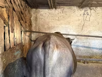 ষাঁড়, গরু — ছবি 1