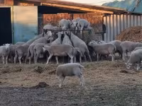 Schaap, Schapen — foto 1