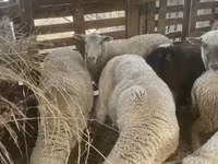 Biri-biri betina, Blackheaded Persian sheep — foto 5