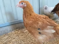 Chickens — تصویر 2